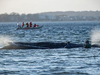 Gestrandeter Wal an der Ostseek&uuml;ste