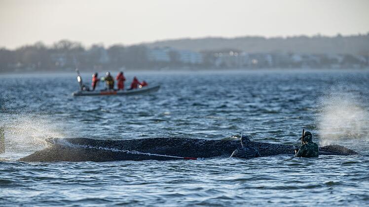 Gestrandeter Wal an der Ostseek&uuml;ste