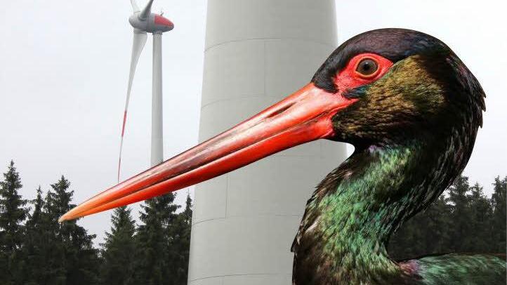 Der Schwarzstorch ist in Deutschland besonders geschützt. Sein Lebensraum und der Bau von Windenergieanlagen wie bei Schimmendorf und Kirchleus sowie bei Rugendorf- das geht nicht zusammen. Fotomontage: Michael Beetz