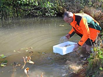 Fabian Hecker bespritzt die Krebse zuerst mit etwas Wasser aus dem Teich, um sie auf das Aussetzen vorzubereiten. Fotos: Rainer Lutz