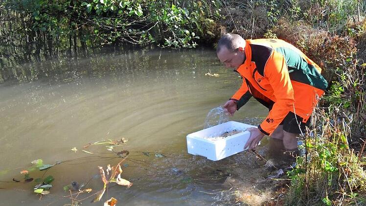 Fabian Hecker bespritzt die Krebse zuerst mit etwas Wasser aus dem Teich, um sie auf das Aussetzen vorzubereiten. Fotos: Rainer Lutz
