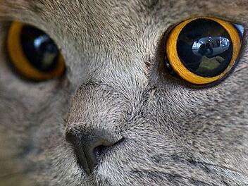 Ein unglaublicher Fall von Tierquälerei begegnete der Tierschutzinitiative Haßberge dieser Tage in dem Zeiler Stadtteil Bischofsheim.  Foto: Symbolbild