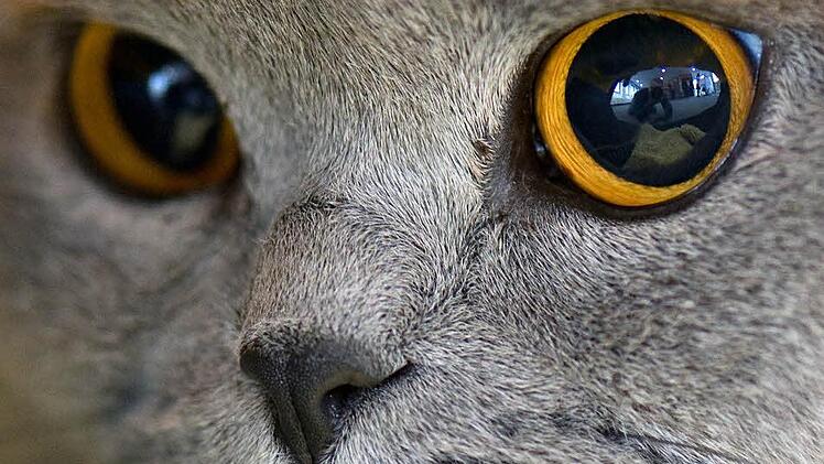 Ein unglaublicher Fall von Tierquälerei begegnete der Tierschutzinitiative Haßberge dieser Tage in dem Zeiler Stadtteil Bischofsheim.  Foto: Symbolbild