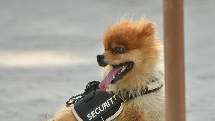 Bei einem Derby wie dem Vorbereitungsduell zwischen dem FC Altenkunstadt und dem FC Burgkunstadt darf Security nicht fehlen. G. Czepera