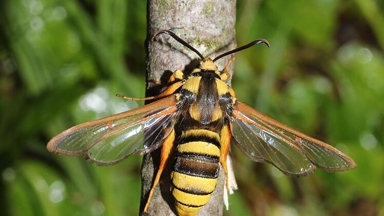 Sesia Apifirmis. Der Hornissen-Glasflügler täuscht seine Fressfeinde, in dem er sein Aussehen Wespen oder Hornissen anpasst.Foto: Oskar Jungklaus