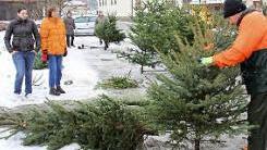 Welcher Christbaum soll's denn sein? Aus dem Frankenwald ins Baunachtal kamen sie in Rentweinsdorf.