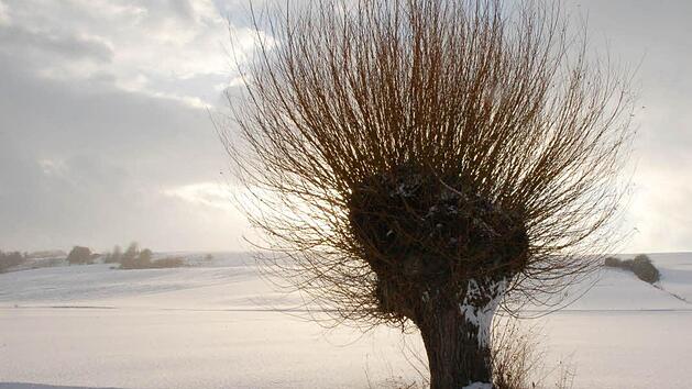 Kopfweiden sind ein Hingucker, ob im Sommer oder Winter. Foto: Rainer Lutz