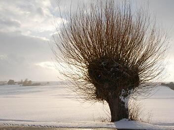 Kopfweiden sind ein Hingucker, ob im Sommer oder Winter. Foto: Rainer Lutz