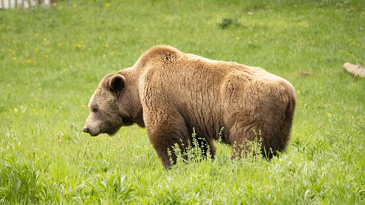 Braunbär