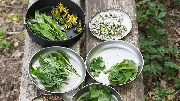 Aus diesen Pflanzen wurde später ein Wildsalat