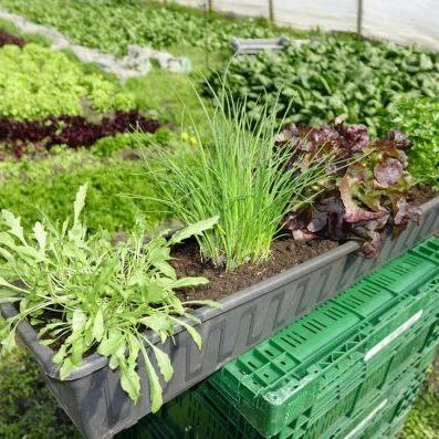 Gemsegarten auf dem eigenen Balkon: Frische Kruter und Salate aus dem  Pflanzkasten