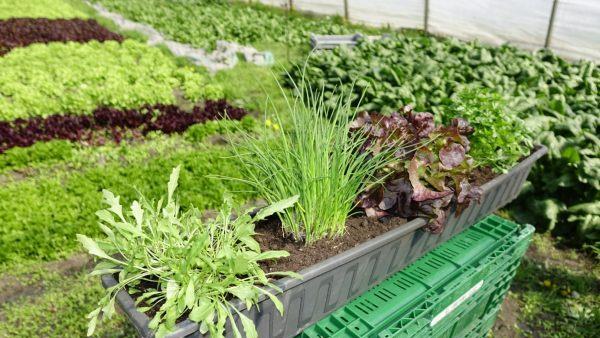 Rucola, Schnittlauch, Pflücksalat und Petersilie - der perfekte Mix für Ihren Balkon. Foto: inFranken.de