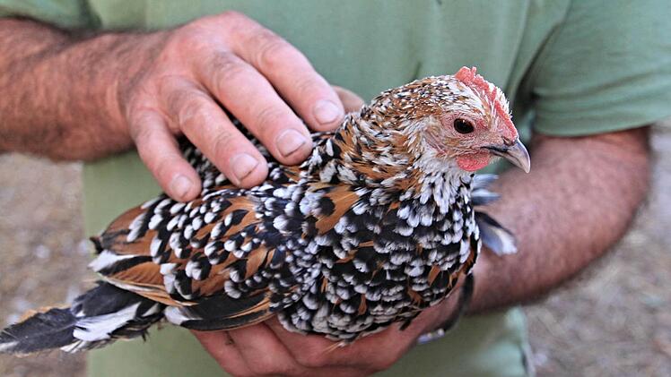 Ein "Federfüßiges Zwerghuhn" gehört zu den geflügelten Besonderheiten im Stall von Rudolf Schmitt.