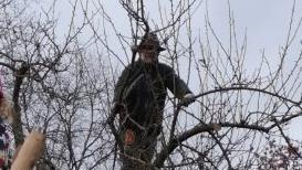 Hoch oben schneidet Robert Hildmann den Baum. Foto: Christine Ebert-Booms
