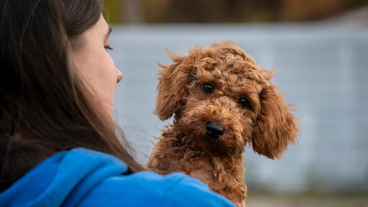 Tierheim Nürnberg mit Update zu Pudelwelpen - "endlich ist es so weit"