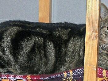 "Veit" ist ein richtiger Schmuseb&auml;r. Foto: Tierheim Kronach