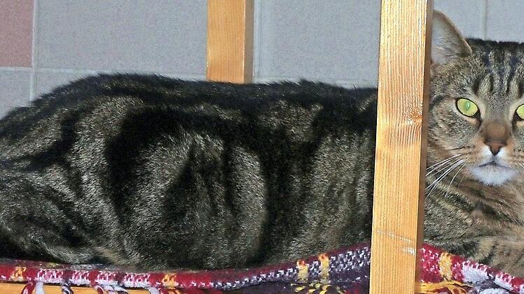 "Veit" ist ein richtiger Schmuseb&auml;r. Foto: Tierheim Kronach