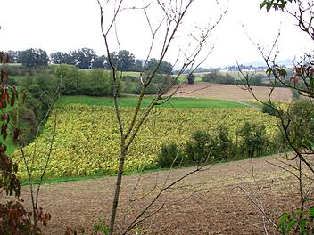 Oberhalb von Weißenbrunn am Forst soll ein neues Baugebiet mit meist kleineren Parzellen entstehen.