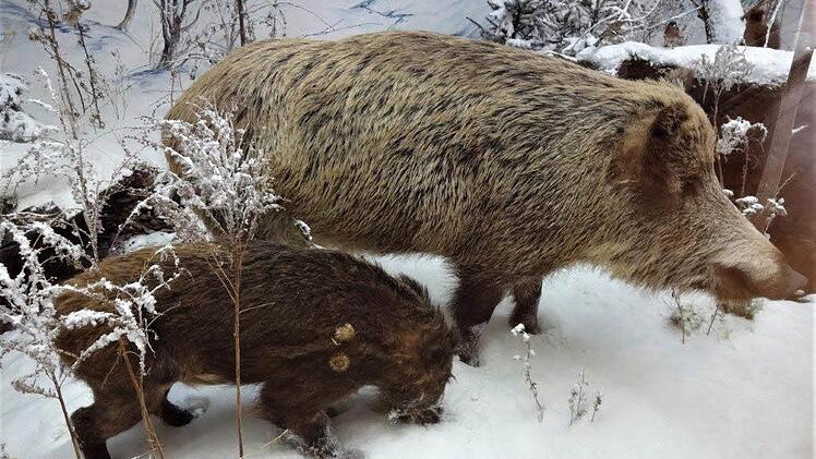 Wildschweine auf dem Muppberg? Ja, es gibt sie. Aber so ein Bild ist nur im Coburger Naturkunde Museum zu sehen. Foto: Dieter Seyfarth