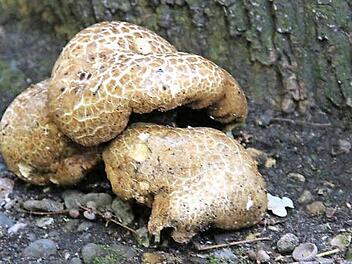 Der "wurzelnde Bitterröhrling" wächst gerne unter lichten Baumbeständen. Foto: Johanna Blum