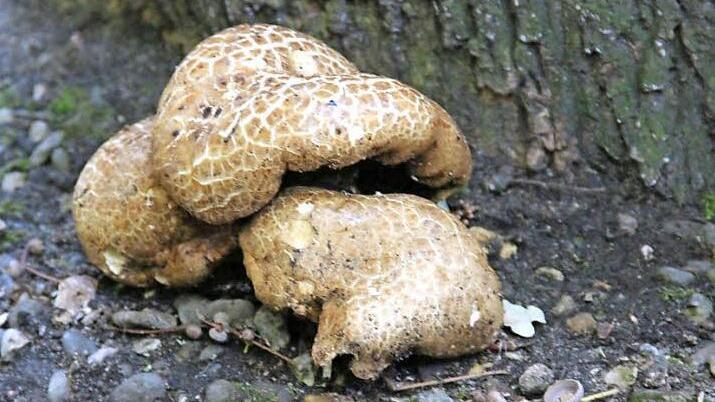 Der "wurzelnde Bitterröhrling" wächst gerne unter lichten Baumbeständen. Foto: Johanna Blum
