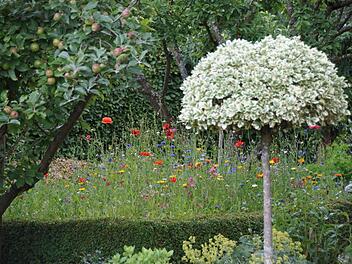 Dass sich Formschnittgehölze und ein bienenfreundlicher Garten nicht ausschließen müssen, zeigt der Blick über den Gartenzaun von Thomas Viering. Foto: Sabine Weinbeer