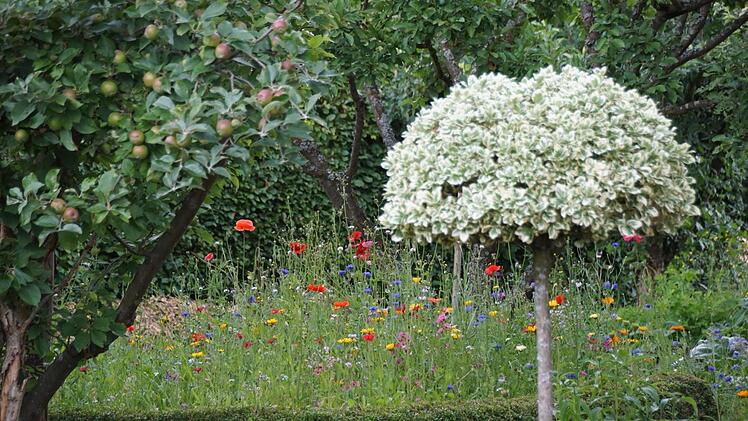 Dass sich Formschnittgehölze und ein bienenfreundlicher Garten nicht ausschließen müssen, zeigt der Blick über den Gartenzaun von Thomas Viering. Foto: Sabine Weinbeer