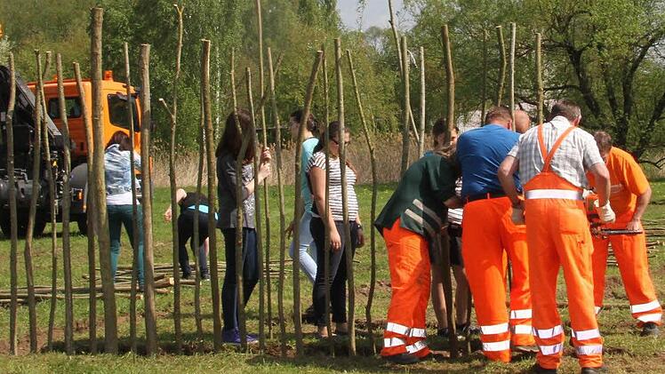 Beim Start der Steck-Aktion für das Weiden-Labyrinth wurden die Arbeiter des Bauhofes von der 8. Klasse der Herzog-Otto-Mittelschule tatkräftig unterstützt. Fotos: Gerda Völk