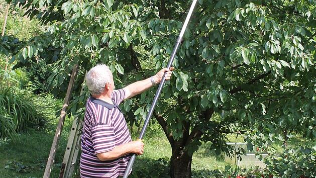 Der ideale Zeitpunkt für den Sommerschnitt an Obstgehölzen ist von Ende Juni bis Mitte Juli. Foto: Jupp Schröder.