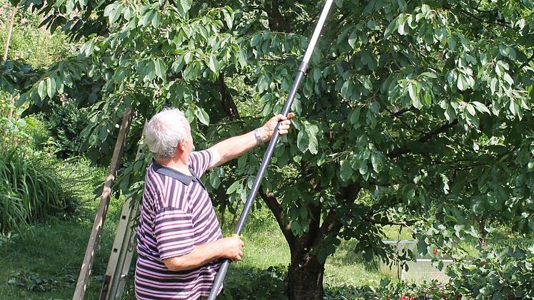 Der ideale Zeitpunkt für den Sommerschnitt an Obstgehölzen ist von Ende Juni bis Mitte Juli. Foto: Jupp Schröder.