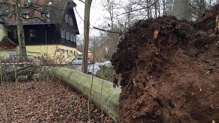 Entwurzelte Buche vor dem Bootshaus  Foto: Michael Wehner