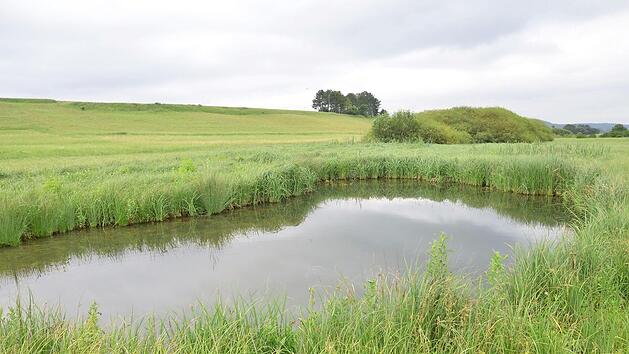Versteckt zwischen hohen Seggen liegt das Gewässer, das der Landschaftspflegeverband angelegt hat. Foto: Rainer Lutz