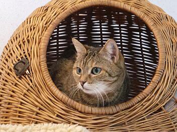 Tierheim Kulmbach: Geliebte Bewohnerin verlässt Tierheim - "niemand gab ihr eine Chance"