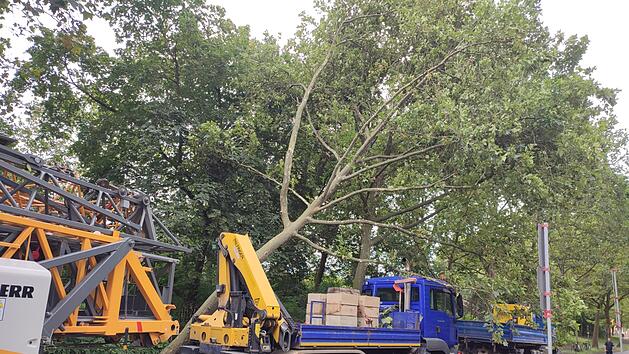 Platane st&uuml;rzt auf Zugmaschine
