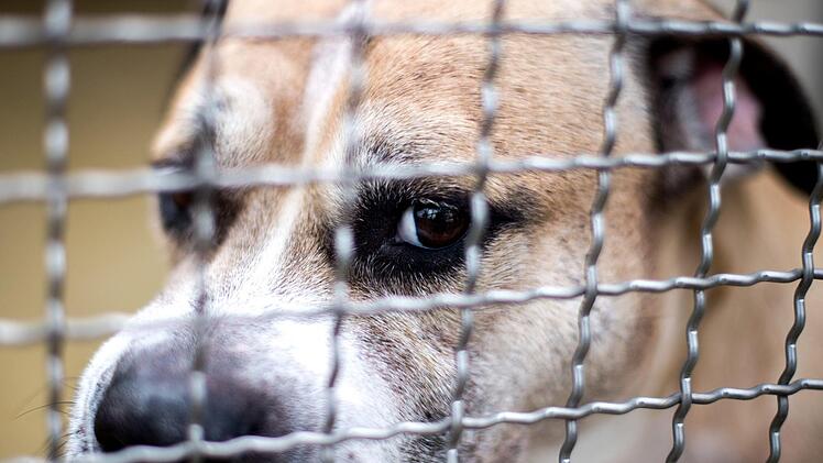 Der Staffordshire-Terrier-Mischling «Chico» steht in einem Gehege im Tierheim Hannover. Der Hund soll seine 27 und 52 Jahre alten Besitzer in ihrer Wohnung in einem Mehrfamilienhaus getötet haben. In Hessen kam ein Säugling durch den Biss eines Mischlingshundes ebenfalls zu Tode.  Jetzt fordern Fachleute den verpflichtenden Hundeführerschein. Symbolfoto: Hauke-Christian Dittrich/dp