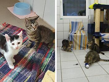 Tierheim Kulmbach wegen Seuche geschlossen - acht Katzenbabys bereits tot