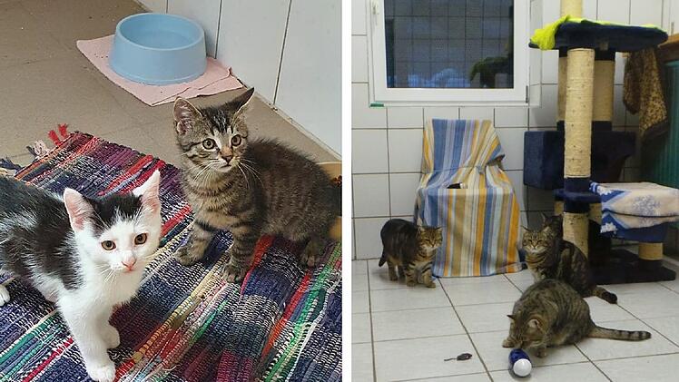 Tierheim Kulmbach wegen Seuche geschlossen - acht Katzenbabys bereits tot