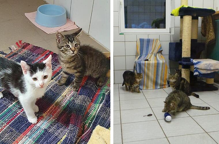 Tierheim Kulmbach wegen Seuche geschlossen - acht Katzenbabys bereits tot