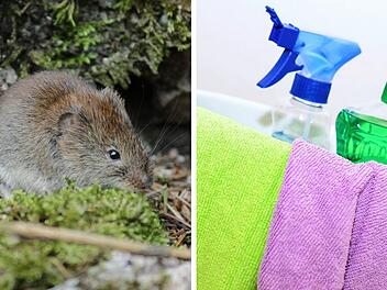 Hantavirus beim Frühjahrsputz