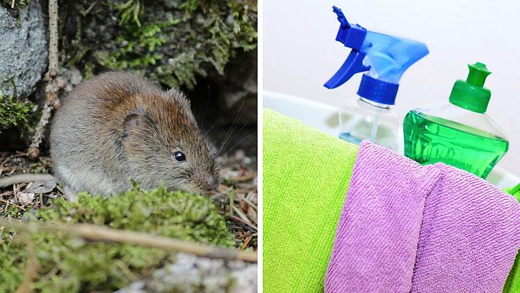 Hantavirus beim Frühjahrsputz