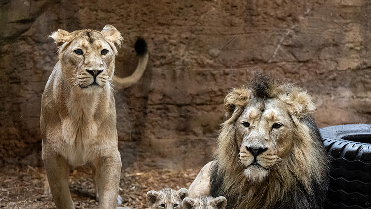 Nürnberg: Baby-Alarm im Tiergarten Nürnberg - Raubtierhaus wird erstmalig wieder geöffnet