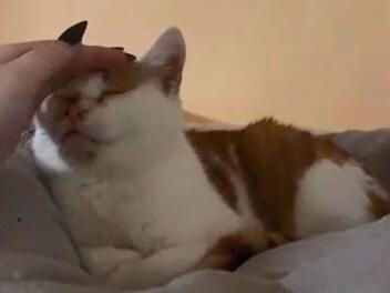 Tierheim Pfaffengrün: Kater Charly sucht sein ganzes Leben nach Zuhause - kam bereits als Kitten Tierheim Pfaffengrün: Kater Charly sucht sein ganzes Leben nach Zuhause - kam bereits als Kitten