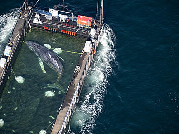 Weitere Entwicklung zum Buckelwal in der Ostsee