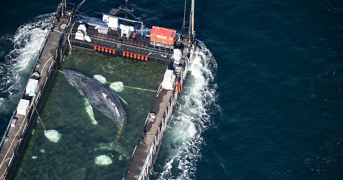 New details about the transport - | Whale Timmy has 'suffered ...