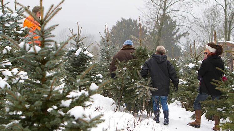 Direkt in der Schonung konnte der Christbaum ausgewählt werden.
