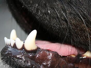 Symbolbild:  pixabay/Heikelr