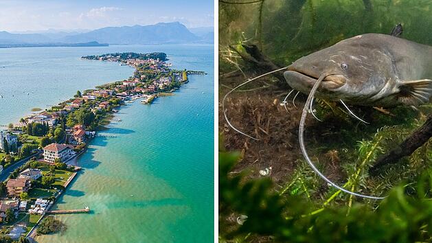 Immer mehr Riesen-Welse im Gardasee
