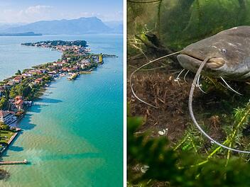 Immer mehr Riesen-Welse im Gardasee