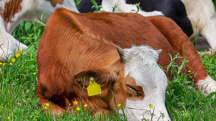 Aldis Tierwohlversprechen wird auf Milch ausgeweitet. Symbolbild.