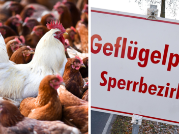 Lichtenfels erl&auml;sst wegen Gefl&uuml;gelpest Allgemeinverf&uuml;gung